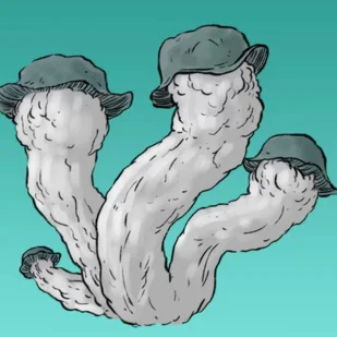 Mykożerca Growkit Nutcracker - Nasiona i cebule - miniaturka - grafika 1