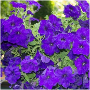 Petunia Wielkokwiatowa FIOLETOWA (Petunia X Hybryda Grandiflora) Nasiona - Nasiona i cebule - miniaturka - grafika 1