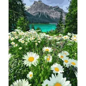 Malowanie po numerach - Twoje Hobby Malowanie po numerach - Rumianki w górach 40x50 cm - Twoje Hobby - miniaturka - grafika 1