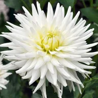 Nasiona i cebule - Dalia kaktusowa Playa Blanca 1 szt - miniaturka - grafika 1