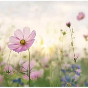 Fototapety - Fototapeta Kwiaty Polne Maki Natura Boho 400x280 cm Tapeta Do Sypialni Salonu Kuchni Na Flizelinie - miniaturka - grafika 1