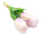 Sztuczne kwiaty - Tulipany silikonowe jak żywe fioletowe w bukiecie 3 sztuk gumowe 29 cm - miniaturka - grafika 1