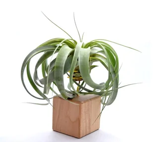 Tillandsia Xerographica na stojaku komp 51/K7 - Kwiaty doniczkowe - miniaturka - grafika 1
