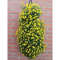 Kwiaty doniczkowe - Bidens w wiszącej torbie wys. 30 cm - miniaturka - grafika 1