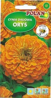 Nasiona i cebule - Cynia daliowa Orys 1 g POLAN - miniaturka - grafika 1