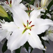 Nasiona i cebule - Lilia orientalna Pathos XXL (22/24) 1 szt. cebule cebulki lilii lilie - miniaturka - grafika 1