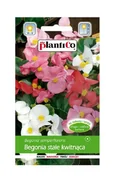 Nasiona i cebule - Begonia stale kwitnąca zielonolistna mix 0,1 g Plantico - miniaturka - grafika 1