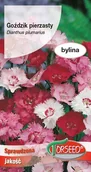 Nasiona i cebule - Nasiona Goździk pierzasty mieszanka 0,5g - Torseed - miniaturka - grafika 1
