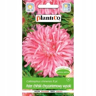 Nasiona Aster Chryzantemowy Chryzantemowy Różowy Beryl Plantico - Nasiona i cebule - miniaturka - grafika 1