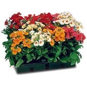 Kwiaty doniczkowe - Sunsatia - miniaturka - grafika 1