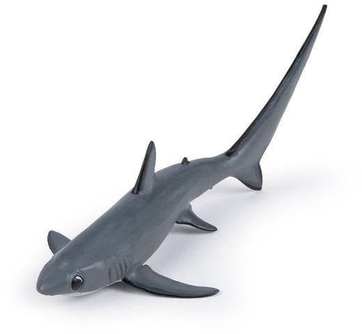 Rekin Kosogon EDUKAMP