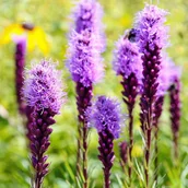 Nasiona i cebule - Liatra 'Kobold' - bylina - miniaturka - grafika 1
