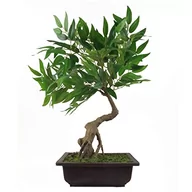 Sztuczne drzewka - Leaf Sztuczne drzewo, mieszanka materiałów, bonsai Ruscus, 50 cm - miniaturka - grafika 1
