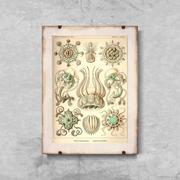 Plakaty - Plakat vintage do salonu Narcmedusae Ernst Haeckel - miniaturka - grafika 1
