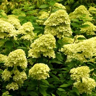 Kwiaty doniczkowe - Hortensja bukietowa 'Limelight' (Hydrangea paniculata) Doniczka 2.0L - miniaturka - grafika 1