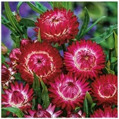 Nasiona i cebule - KOCANKA OGRODOWA NIEŚMIERTELNIK CZERWONA HELICHRYSUM BRACTEATUM NASIONA 150 - miniaturka - grafika 1