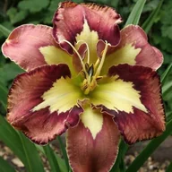Nasiona i cebule - Hemerocallis Liliowiec Behavior Pattern 1 szt. - miniaturka - grafika 1