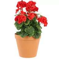 Donice - Doniczka okrągła 5.9L kolor terracota Ø 26 cm plastik, do kompozycji kwiatowych, wysokość 22.5 cm - miniaturka - grafika 1