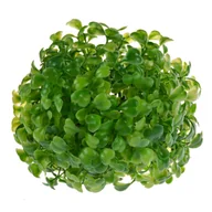 Sztuczne kwiaty - Kula bukszpanu dekoracyjna średnica 12 cm zielony - miniaturka - grafika 1