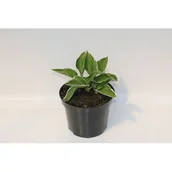 Sadzonki drzew krzewów - Funkia hosta, wys. 30 cm don. 2 l - miniaturka - grafika 1