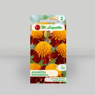 Aksamitka rozpierzchła Orange Flame Pomarańczowa 1g - Nasiona - W. Legutko - Nasiona i cebule - miniaturka - grafika 1