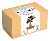 Nasiona i cebule - Zestaw do uprawy Bonsai Róża Pustyni Adenium Obesu - miniaturka - grafika 1
