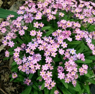 NIEZAPOMINAJKA ALPEJSKA RÓŻOWA - 0,3 GRAMA NASIONA - Nasiona i cebule - miniaturka - grafika 1