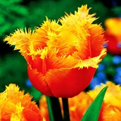 Nasiona i cebule - Tulipan Strzępiasty Lambada 5 szt cebulki tulipanów - miniaturka - grafika 1