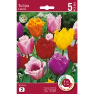 Nasiona i cebule - Tulipan Strzępiasty mix 10/11 5szt. cebulki kwiatów - miniaturka - grafika 1
