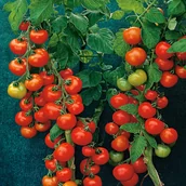 Nasiona i cebule - Pomidor gruntowy HARZFEUER F1 Solanum lycopersicum L. - miniaturka - grafika 1