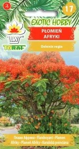 Płomień Afryki Płonące Drzewo 5 Szt. Nasion - Nasiona i cebule - miniaturka - grafika 1