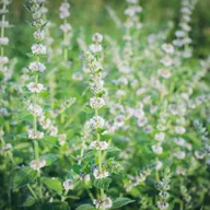 Nasiona i cebule - Melissa Officinalis Melisa lekarska 1 szt. doniczka P9 - miniaturka - grafika 1