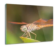 Deski do krojenia - szklana osłona kuchenna Pomarańczowa ważka 60x52, ArtprintCave - miniaturka - grafika 1