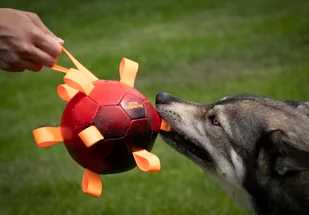 Dog Comets HYPERNOVA super piłka pomarańczowa - Zabawki dla psów - miniaturka - grafika 2