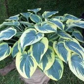 Nasiona i cebule - Hosta Funkia First Frost 1 szt. - miniaturka - grafika 1