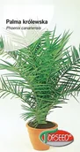 Nasiona i cebule - Nasiona Palma królewska Phoenix - Torseed - miniaturka - grafika 1