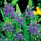 Nasiona i cebule - Camassia Kamasja Niebieska 1 szt cebulki cebule - miniaturka - grafika 1