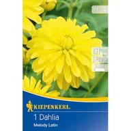 Nasiona i cebule - Dalia ciemnolistna Melody Latin - miniaturka - grafika 1
