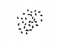 Nasiona i cebule - Nasionka Lawenda odstraszająca komary pachnąca - miniaturka - grafika 1