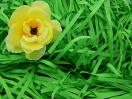 Folia, papier śniadaniowy, serwetki - Wypełniacz Dekoracyjny Proste Paski 100g C. Zieleń - miniaturka - grafika 1