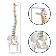 Meble i wyposażenie gabinetów medycznych - Model kręgosłupa z kośćmi udowymi i dyskopatią na poziomie L3/L4 na statywie - elastyczny Erler Zimmer - miniaturka - grafika 1