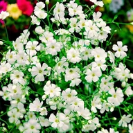 Nasiona i cebule - Gipsówka rozesłana Alba 1 szt. doniczka P9 - miniaturka - grafika 1