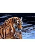 Podręczniki dla szkół podstawowych - Diamentowa mozaika Tygrys w wodzie 60867 - miniaturka - grafika 1