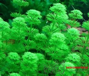 Limnophila Sessiliflora PORCJA 5 sadzonek In Vitro - Dekoracje do akwarium - miniaturka - grafika 1