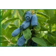 Kwiaty doniczkowe - Jagoda kamczacka don. 2 l - miniaturka - grafika 1