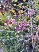 Kwiaty doniczkowe - Judaszowiec kanadyjski sadzonka soliter taras - miniaturka - grafika 1