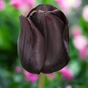 Tulipan Triumph polski Black Jack 5 szt. 10/11 cebulki tulipanów cebule - Nasiona i cebule - miniaturka - grafika 1