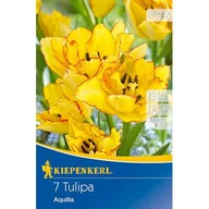 Nasiona i cebule - Cebule tulipanów Mehrblütige Tulpe Aquilla - miniaturka - grafika 1
