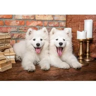 Puzzle - Puzzle 1000 elementów Szczeniaki Samoyed - miniaturka - grafika 1