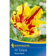 Nasiona i cebule - Cebule tulipanów Papagei Tulpe Texas Flame - miniaturka - grafika 1
